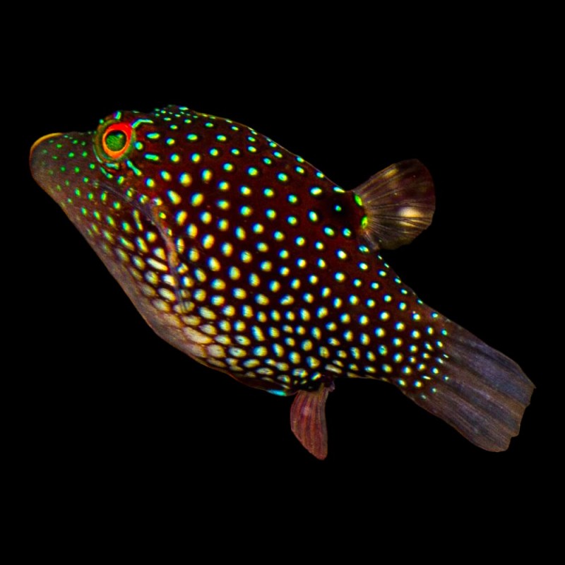 Honeycomb Puffer